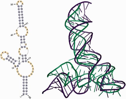 Secondary and tertiary structure of a reference molecule for Problem_3 from the RNAPuzzles challenge (23).