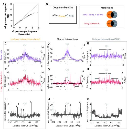 Origin proximal interactions are more frequently detected. (A) Fragments that interact have more partners in the exponential nucleoids as opposed to SHX-treated nucleoids. The 45° line shows the expected pattern if the number of partners for each fragment is equal in both conditions. (B) Schematic of the copy number and interaction comparisons that were performed. Comparisons between interaction frequency and copy number: (C–E), total observed interactions; (F–H), long distance (>800 bp) interactions. (C) Interactions that are specific to exponential phase growth correlated with copy number. (D) Differences in frequency for shared interactions between exponentially growing and SHX-treated E. coli cells indicate a correlation with copy number. (E) Interactions that were specific to SHX-treated cells are copy number independent. (F) Exponential phase-specific long distance interactions correlated with copy number. (G) Removal of short distance interactions (≤800 bp) removed the copy number dependence of the shared interactions. (H) SHX-specific interactions were independent of copy number. (I) Correction of exponential-specific long distance interactions identifies five peaks (I1–5) of increased interactions at positions (I1) 2 753 883–2 773 883, (I2) 2 983 883–3 003 883, (I3) 3 413 883–3 423 883, (I4) 3 613 883–3 623 883 and (I5) 224 208–234 208 bp. (J) Correction of shared long distance interactions identifies three peaks (J1–3) of increased interactions at positions (J1) 3 643 883–3 653 883, (J2) 4 383 883–4 393 883 and (J3) 1 404 208–1 414 208 bp. (K) Correction of SHX-specific long distance interactions for copy number identifies a decrease in the relative frequency of interactions at the origin compared with the terminus. Interactions were tallied for 10 000-bp bins and corrected for the number of fragments per bin. Vertical, gray broken lines denote the position of the origin of replication. Copy number is depicted by black horizontal bars.