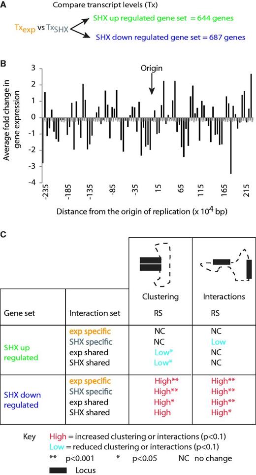 Annotated genes with transcripts that were up- (644 genes) or down- (687 genes) regulated after SHX treatment existed in different spatial environments. (A) Genes that changed transcript level (Tx) after treatment with SHX were identified. (B) Analyses of positions of the up- and downregulated genes across the E. coli genome identify non-random clustering within the linear sequence. Average expression levels were calculated for 50-kb bins. Grey bars indicate the average expression across 50-kb bins within a thousand randomized genomes. Autocorrelation analyses on the distribution of gene expression data across the genome demonstrated a strong predictive relationship up to 32 genes away (ACF: >0.83). (C) Clustering and interaction patterns for up- or downregulated genes demonstrate that up- and downregulated genes occupy specific spatial environments. The amount of clustering within the up- or downregulated gene sets, and between the up- or downregulated genes and other loci, was compared with 1000 randomly generated sets. One thousand random sets of equivalent size (number and length) to the up- or downregulated sets were generated such that they (i) randomized the spacing between elements (RS) or (ii) conserved the linear spacing between the elements (CLS) involved in the interactions. Clustering and interaction counts were determined individually for the condition specific and shared data sets. Clustering and interaction data are shown for both exponential (exp) and SHX shared interaction sets because despite the interaction being shared, the clustering or interaction frequency was specific for each condition. There were no significant differences for comparisons with either the RS or CLS random sets. These analyses were performed on long distance interactions only.
