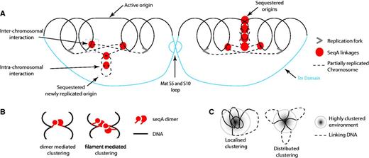 Spatial model of exponential phase nucleoid organization in E. coli. (A) The exponential phase E. coli nucleoid is organized into high interacting domains by nucleoid-associated factors including, but not limited to, SeqA and MatP. SeqA promotes the intra- and inter-chromosomal clustering of hemimethylated GATC sites to sequester recently replicated origins and contribute to chromosome segregation. Newly replicated origins can be sequestered individually (left) or through interactions between the recently replicated origins (right). The matS5–10 loop is hypothesized to form between chromosomes that have almost completed replication. The model illustrates some of the major findings in the study, but for simplicity, overlap between replichores has not been included in this cartoon. Similarly, only one replication process has been illustrated on each chromosome. Moreover, as our data are drawn from an unsynchronized population, and we do not have data on the relative positions of the different elements through the cell cycle, we have not attempted to represent the dynamic nature of the positioning of the different elements throughout the cell cycle. (B) SeqA can mediate interactions within or between chromosomes as either a dimer or filament. (C) Highly clustered regions form as a result of localized and distributed clustering within and/or between the replicated chromosomes.