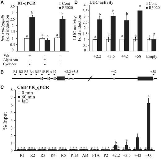 Progestin-dependent bcl-x expression. (A) T47D cells were treated or not treated with R5020 for 6 h in the presence or absence of α-amanitin or cycloheximide, and total RNA was prepared. cDNA was generated and used as template for real-time PCR with bcl-x-specific primers. The values were normalized with gapdh expression. The histograms show the mean ± standard deviation (SD) of three experiments performed in triplicate. Different superscript letters are significantly different from each other (P ≤ 0.05). (B) Scheme of the human bcl-x gene structure: R1–R5 sites indicate TSS upstream regions; P1A, P1B or P2 indicate promoter regions and +2.2, 3.4, +42 and +58 indicate PRbs. Immunoprecipitation with normal rabbit IgG (IgG) was used as control. (C) Recruitment of PR to the TSS upstream regions, promoter regions and PRbs. T47D cells were treated with R5020 for 60 min and subjected to ChIP assays with α-PR. The histograms show the mean ± SD of three experiments performed in triplicate. Different superscript letters are significantly different from each other (P ≤ 0.05). (D) T47D cells were transiently transfected with luciferase reporter constructs containing the sequence encompassing the different PRbs. After transfection, the cells were treated with R5020 for 36 h, and luciferase activity was measured. The values represent the mean and standard deviation from three experiments performed in duplicate. Different superscript letters are significantly different from each other (P ≤ 0.05).