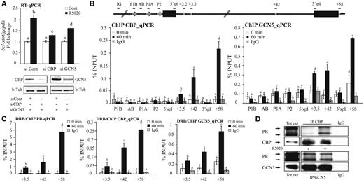 Role of CBP and GCN5 on progestin-dependent bcl-x induction. (A) T47D cells treated or not treated with R5020 were transfected with control, CBP or GCN5 siRNAs, then total RNA and proteins were extracted. The relative levels of bcl-x expression were determined by RT–PCR and normalized to gapdh expression. The degree of depletion of CBP and GCN5 was monitored by western blot using specific antibodies. For each condition, β-tubulin was used as loading control. The histograms show the mean ± SD of three experiments performed in duplicate. The different superscript letters are significantly different from each other (P ≤ 0.05). (B) T47D cells were treated with R5020 for 60 min and subjected to ChIP assays with α-CBP- and α-GCN5-specific antibodies. Recruitment of CBP (left) and GCN5 (right) to PRbs, promoter regions and TSS upstream regions of the bcl-x gene is shown. Immunoprecipitation with normal rabbit IgG (IgG) was used as control. The graphics show the mean ± SD of three experiments performed in duplicate. The different superscript letters are significantly different from each other (P ≤ 0.05). (C) Effect of transcription elongation on PR (left), CBP (middle) and GCN5 (right) recruitment to the +3.5, +42 and +58 PRbs. T47D cells pre-incubated with 50 µM DRB were treated with R5020 for 60 min and subjected to ChIP assays with α-PR, α-CBP and α-GCN5 antibodies. Immunoprecipitation with normal rabbit IgG (IgG) was used as control. The graphics show the mean ± SD of three experiments performed in duplicate. The different superscript letters are significantly different from each other (P ≤ 0.05). (D) T47D cells treated or not treated with R5020 for 1 h were lysed and immunoprecipitated with α-CBP- and α-GCN5-specific antibodies or with normal rabbit IgG (IgG). The immunoprecipitates were analyzed by western blotting with α-PR, α-CBP and α-GCN5 as indicated.