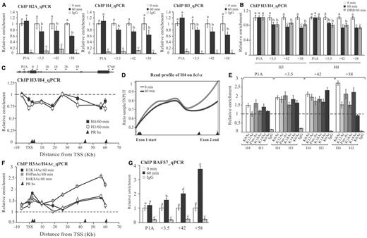 Histone acetylation and chromatin remodeling. (A) T47D cells were treated with R5020 for 60 min and subjected to ChIP assays with α-H2A, H4 and H3 antibodies. The precipitated DNA fragments were subjected to PCR analysis to test for the presence of sequences corresponding to +3.5, +42 and +58 PRbs and the promoter P1A. Immunoprecipitation with normal rabbit IgG (IgG) was used as control. The histograms show the mean ± SD of three experiments. Bars with different superscript letters are significantly different from each other (P ≤ 0.05). (B) Effect of transcription elongation on histone H3 and H4 levels at P1A and the +3.5, +42 and +58 PRbs. T47D cells pre-incubated with 50 µM DRB were treated with R5020 for 60 min and subjected to ChIP assays with H4 and H3 antibodies. Immunoprecipitation with normal rabbit IgG (IgG) was used as control. The graphics show the mean ± SD of three experiments performed in duplicate. The different superscript letters are significantly different from each other (P ≤ 0.05). (C) T47D cells were treated with R5020 for 60 min and subjected to ChIP assays with H4 and H3 antibodies. The precipitated DNA fragments were subjected to PCR analysis along bcl-x. Primers positions are indicated in the scheme above the figure. The histograms show the mean ± SD of three experiments. The dashed line indicates the relative levels of histones H3 and H4 in the absence of hormone. Black triangles at the absice indicates PRbs location. (D) T47D cells were treated with R5020 for 60 min and subjected to ChIP-seq analysis using α-H4 and H3 antibodies (22). The read profiles obtained in the presence and in the absence of hormone in the bcl-x gene, are shown. Black triangles at the absice indicates PRbs location. (E) T47D cells were treated with R5020 for 60 min and subjected to ChIP assays with antibodies against specific acetylated marks: H4K8ac, H4K12ac, pan-acetylated H4 (Pan-Ac), H3K18ac, H3K14ac and H3K9ac. The precipitated DNA fragments were subjected to PCR analysis to test for the presence of sequences corresponding to +3.5, +42 and +58 PRbs and the promoter P1A. The histograms show the mean ± SD of three experiments performed in duplicate. (F) T47D cells were treated with R5020 for 60 min and subjected to ChIP assays with H3K14ac; pan-acetylated H4 (Pan-Ac) and H4K8ac antibodies. The precipitated DNA fragments were subjected to PCR analysis along bcl-x. Primers positions are indicated in C. The histograms show the mean ± SD of two experiments. The dashed line indicates the basal levels of the different modifications obtained in the absence of hormone. Black triangles at the absice indicates PRbs location. (G) T47D cells were treated with R5020 for 60 min and subjected to ChIP assays with α-BAF57 (a member of the SWI/SNF complex). Recruitment of BAF57 to the +3.5, +42 and +58 PRbs and the promoter P1A was evaluated by RT–PCR. Immunoprecipitation with normal rabbit IgG (IgG) was used as control. The histograms show the mean ± SD of three experiments performed in duplicate. Bars with different superscript letters are significantly different from each other (P ≤ 0.05).