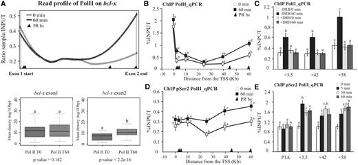 Occupancy of intragenic PRbs after hormone induction increased RNA pol II loading to the 3′-end of the bcl-x gene. (A) T47D cells were treated with R5020 for 60 min and subjected to ChIP-seq analysis using α-RNA pol II antibody (22). Top: the read profiles obtained in the presence and in the absence of hormone in the bcl-x gene are shown. Black triangles at the absice indicate PRbs location. Bottom: after hormone induction, increased loading of RNA pol II polymerase is detected at the 3′-end of the bcl-x gene. Quantification of the ChIP-seq reads associated with the bcl-x exon 1 (right) and 2 (left) in the presence and in the absence of hormone is shown. The P-value is indicated at the bottom of each box plot. (B) T47D cells were treated with R5020 for 60 min and subjected to ChIP assays with α-RNA Pol II antibody. The precipitated DNA fragments were subjected to PCR analysis along bcl-x. The histograms show the mean ± SD of three experiments. Different superscript letters are significantly different from each other (P ≤ 0.05). Black triangles at the absice indicates PRbs location. (C) Effect of transcription elongation on Pol II distribution at the +3.5, +42 and +58 PRbs. T47D cells pre-incubated with 50 µM DRB were treated with R5020 for 60 min and subjected to ChIP assays with α-RNA Pol II antibody. Immunoprecipitation with normal rabbit IgG (IgG) was used as control. The graphics show the mean ± SD of three experiments performed in duplicate. The different superscript letters are significantly different from each other (P ≤ 0.05). (D) T47D cells were treated with R5020 for 60 min and subjected to ChIP assays with α-RNA Pol II-Ser2P antibody. The precipitated DNA fragments were subjected to PCR analysis along bcl-x. The histograms show the mean ± SD of three experiments. Different superscript letters are significantly different from each other (P ≤ 0.05). Black triangles at the absice indicate PRbs location. (E) Time course of RNA Pol II-Ser2P recruitment: T47D cells were treated with R5020 for 0, 5, 30 and 60 min and subjected to ChIP assays using α-RNA Pol II-Ser2P PR antibody. The precipitated DNA fragments were subjected to PCR analysis to test for the presence of sequences corresponding to P1A and the three PRbs: +3.5, +42 and +58 PRbs. The histograms show the mean ± SD of three experiments performed in duplicate. Different superscript letters are significantly different from each other (P ≤ 0.05).