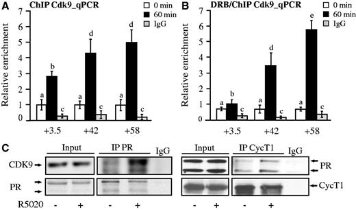 The elongation complex pTEFb is recruited along with PR to the bcl-x intragenic PRbs. (A) T47D cells were treated with R5020 for 60 min and subjected to ChIP assays with α-Cdk9 antibody. The precipitated DNA fragments were subjected to PCR analysis to test for the presence of sequences corresponding to +3.5, +42 and +58 PRbs. Immunoprecipitation with normal rabbit IgG (IgG) was used as control. The histograms show the mean ± SD of three experiments. Different superscript letters are significantly different from each other (P ≤ 0.05). (B) T47D cells pre-incubated with 50 µM DRB were treated with R5020 for 60 min and subjected to ChIP assays with α-Cdk9 antibody. The precipitated DNA fragments were subjected to PCR analysis to test for the presence of sequences corresponding to +3.5, +42 and +58 PRbs. Immunoprecipitation with normal rabbit IgG (IgG) was used as control. The histograms show the mean ± SD of three experiments. Different superscript letters are significantly different from each other (P ≤ 0.05). (C) T47D cells treated or not treated with R5020 for 1 h were lysed and immunoprecipitated with α-PR or with normal rabbit IgG (IgG). The immunoprecipitates were analyzed by western blotting with α-Cdk9, α-CyclinT1 and α-PR as indicated. Blots correspond to one representative experiment (n = 3).