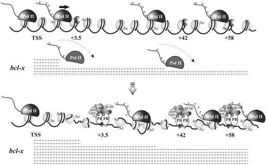 Schematic model of PR-dependent bcl-x transcription regulation. In the absence of hormone, the bcl-x gene presents a basal transcriptional activity characterized by the presence of some RNA Pol II molecules transcribing the entire gene, whereas they are commonly from the DNA template before reaching the 3′-end. On R5020 addition, PR is recruited to the intragenic PRbs along with the HATs CBP y GCN5 and the positive transcription elongation factor P-TEFb, favoring Pol II elongation. A higher number of Pol II molecules now are able to complete full-length transcription.