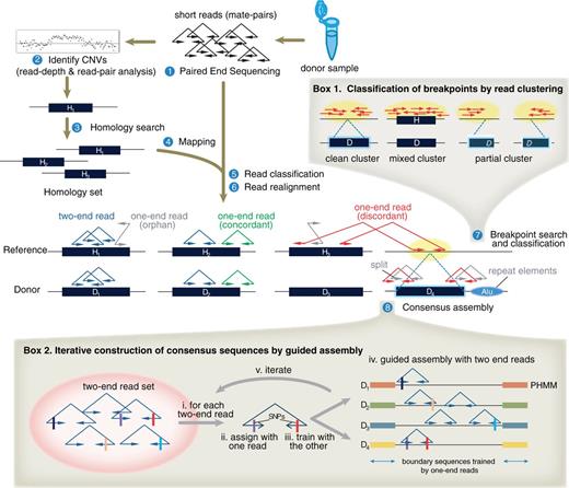 The overall pipeline of Reprever. Insertion breakpoints and consensus sequences of copy count increased regions are assessed through eight steps from donor sample preparation. (1) Donor genome is paired-end sequenced to generate mate pairs. (2) Copy count increased region H is predicted from conventional CNV prediction methods, such as read-depth analysis or comparative hybridization. (3 and 4) Search homologs of each copy count increased region H in the reference. As read count and mapping is confounded because of the non-unique sequences, we merge and repartition the mate pairs mapped to the homolog set H = . (5) Each mate pair is further classified into five classes by its mapping information (Supplementary Figure S5). (6) Reads with ambiguous or orphan mapping are realigned to be rescued. (7) Insertion locations of extra copies are analyzed by Reprever tools. Based on discordant read signatures (red mate pairs), putative breakpoints (yellow ovals) are inferred and interrogated by three independent tests: breakpoint shape (Box 1), breakpoint specificity and breakpoint coverage (data not shown. See ‘Materials and Methods’ section). (8) Once insertion locations are finalized, Reprever tools reconstruct the sequence at the breakpoint, as well as all the existing homologs using profile hidden Markov model (PHMM) (Box 2). The PHMMs are trained from boundary to center, as mate-pairs are iteratively assigned to train model parameters.