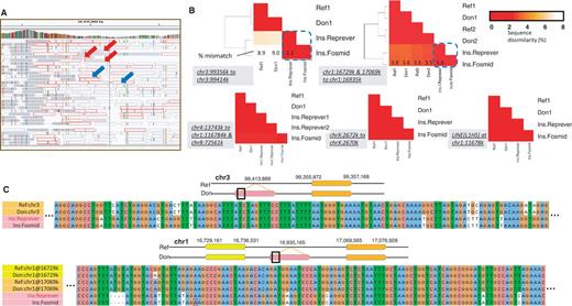 Reconstruction of fosmid-validated duplications. Totally 1000 simulated genomes are constructed and underwent random (A) (discordant) paired-end reads mapped around a validated insertion site chr1:16935160 (from chr1:17069565–17076928 and chr1:16729161–16736531). There are only a few discordant reads that bridge the insertion site to its template (red arrows). Reprever automatically recruits neighboring orphan reads (blue arrows) to increase read coverage for reconstruction. (B) Comparison of reconstructed and true (fosmid) insertion sequences. The reconstructed sequences (Ins.Reprever) are much closer to the true insertions (Ins.fosmid) compared with the template sequences (Ref1 and Ref2). Reconstructed donor sequences at the template sites (Don1, Don2) are almost identical to the templates. (C) Multiple sequence alignment visualization of sequence variation between templates and reconstructed sequences. Highly varied regions including deletions are reconstructed perfectly.