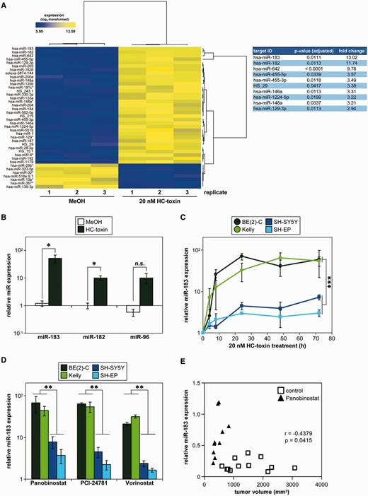 pan-HDACi strongly induce miR-183 in neuroblastoma cell lines and xenografts in mice. (A) Heat map representation of miRNA profiling (left panel) indicates significantly (P < 0.05) up- (yellow) or down-regulated (blue) miRNAs in BE(2)-C cells treated for 24 h with HC-toxin or solvent control (methanol; MeOH). The miRNAs most strongly up-regulated are indicated together with the fold-change expression over the solvent control and adjusted P-values (right panel). (B) Validation of strongest miR-183 induction and miR-182/miR-96 induction by HC-toxin. BE(2)-C cells were treated as described in (A). Expression was measured by qRT-PCR and is shown relative to untreated controls (mean ± SD) on a log scale. (C) HC-toxin induced and maintained miR-183 expression over 72 h of treatment in four neuroblastoma cell lines. Expression was measured by qRT-PCR, and is shown at several time points relative to the respective solvent-treated control cells (as mean ± SD) on a log scale. miR-183 induction compared to solvent control was significant for all cell lines (P < 0.05). Statistical analysis further compared MYCN-amplified cell lines (green-tone lines) with cell lines having a single MYCN copy (blue-tone lines). (D) Cell lines were treated for 24 h with different clinically relevant pan-HDACi (20 nM Panobinostat, 0.25 µM PCI-24781 or 1 µM Vorinostat), and miR-183 induction was measured by qRT-PCR. Expression relative to solvent-treated controls (mean ± SD) is shown on a log scale. Statistical analysis compared MYCN-amplified (green-tone bars) with single-copy (blue-tone bars) cell lines for each pan-HDACi. (E) CB17-SCID mice carrying subcutaneous BE(2)-C cell xenografts were treated with 15 mg/kg/d Panobinostat or solvent (control) injected daily intraperitoneally for 5 d/week for 2 weeks. Significant correlation of miR-183 expression relative to solvent-treated xenograft tumors and xenograft tumor volumes are shown from treatment day 14. Pearson’s correlation coefficient (r) and P-value are indicated. Relative miR-183 expression in xenografts was calculated using a standard curve. *P ≤ 0.05; **P ≤ 0.001; ***P ≤ 0.0001; n.s., not significant.