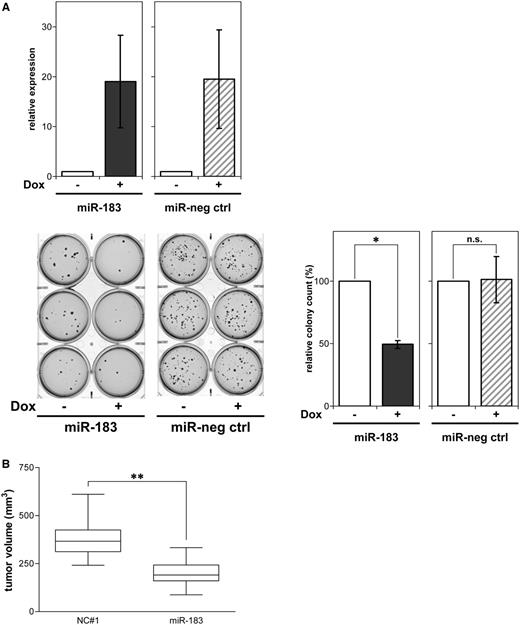 miR-183 inhibits colony formation in soft agar and suppresses neuroblastoma xenograft growth in mice. (A) The BE(2)-C cell line was stably transfected with doxycycline-inducible expression constructs for miR-183 or a miR negative control (miR-neg ctrl). miR-183 or miR-neg ctrl expression upon treatment with or without doxycycline (Dox) for 24 h was measured by qRT-PCR (mean ± SD) (upper panel). Colony growth in soft agar under continuous treatment with or without doxycycline (Dox) is shown for representative cultures after staining with crystal violet (lower-left panel). The results of the soft agar assays are presented as bar graphs of the mean number of colonies (±SD) forming in doxycycline-treated cultures relative to solvent-treated cultures (set to 100%) (lower-right panel). (B) BE(2)-C cells were transiently transfected with miR-183 or negative control (NC#1), and subcutaneously injected into CB17-SCID mice 48 h after transfection. Xenograft tumor volumes after 8 days are presented as box plots, and were compared using the Mann–Whitney U test. *P ≤ 0.05; **P ≤ 0.001; n.s., not significant.