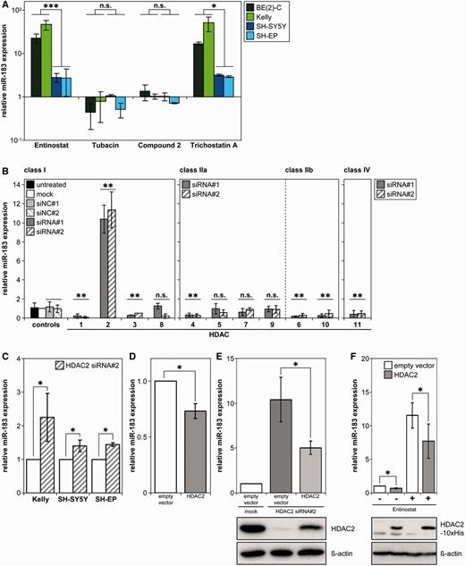 HDAC2 negatively regulates miR-183 expression. (A) Cell lines were treated 24 h with 1 µM Entinostat, 5 µM Tubacin, 40 µM Compound 2 or 75 nM Trichostatin A, then miR-183 expression was measured using qRT-PCR. Relative expression to expression in solvent control is shown as mean ± SD on a log scale. Statistical analysis compared MYCN-amplified (green-tone bars) with MYCN-single-copy (blue-tone bars) cell lines treated with each HDACi. (B) BE(2)-C cells were transiently transfected with 2 siRNAs (siRNA#1, #2) to specifically silence each HDAC (x-axis) or negative control siRNAs (siNC#1, siNC#2), and miR-183 expression was analysed using qRT-PCR 96 h after transfection. Relative expression to mock-transfected cells is presented as mean ± SD, and statistics compared siRNA-transfected pairs with negative control-transfected pairs for each HDAC. (C) Neuroblastoma cell lines were transiently transfected with siRNA#2 targeting HDAC2. Following HDAC2 knockdown (96 h post-transfection), miR-183 expression was analysed via qRT-PCR. Mean expression relative to mock-transfected cells is presented (±SD). (D) HDAC2 expression was enforced in BE(2)-C cells via transient transfection with a HDAC2 expression construct, and miR-183 expression was analysed by qRT-PCR 72 h after transfection. Mean expression relative to empty vector-transfected cells ± SD is shown. (E) Enforced HDAC2 expression counteracted induction of miR-183 by HDAC2 knockdown. BE(2)-C cells were transiently transfected with siRNA#2 against HDAC2, and 24 h later with the HDAC2 expression construct. Cells were harvested 120 h after siRNA and 96 h after plasmid transfection and qRT-PCR performed for miR-183 expression (mean expression relative to empty vector- and mock-transfected cells ± SD). Western blot for HDAC2 expression 72 h after siRNA and 48 h after plasmid transfection with the ß-actin loading control are shown below. (F) Enforced HDAC2 expression counteracted miR-183 induction upon HDACi treatment. BE(2)-C cells were transiently transfected with the HDAC2 expression construct followed by treatment with 1 µM Entinostat or solvent control. RNA was extracted 72 h after transfection and 24 h after HDACi treatment and qRT-PCR performed for miR-183 expression (mean expression relative to empty vector- and solvent-treated cells ± SD). Western blot for His-tagged HDAC2 using an anti-Penta-His antibody with the ß-actin loading control are shown below. *P ≤ 0.05; **P ≤ 0.001; ***P ≤ 0.0001; n.s., not significant.