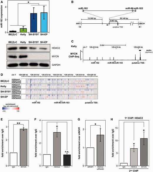 MYCN and HDAC2 are recruited to the miR-183 promoter region in the same complexes. (A) qRT-PCR analysis of endogenous miR-183 expression levels in neuroblastoma cell lines. Western blots for HDAC2 and MYCN expression with the GAPDH loading control are shown below each cell line. Statistical analysis compared cell lines with (green-tone bars) and without (blue-tone bars) MYCN amplifications. (B) Schematic representation of genomic localization and organization of the miR-183 cluster (based on the UCSC genome browser, GRCh37/hg19 assembly, February 2009) with distances to neighboring protein-coding genes. TSS, region of predicted putative transcription start site; arrows, direction of transcription. (C) ChIP-Seq analysis from Kelly cell lysates using an antibody detecting MYCN showing MYCN association in the promoter region of miR-183 cluster (black bars) superimposed on the miR-183 cluster genomic organization. (D) Enrichment of H3K27 tri-methylation at the miR-183 promoter region in MYCN-amplified cell lines. Heat map representing ChIP-on-chip data for the H3K4me3, H3K27me3 and H3K36me3 epigenetic marks at the miR-183 cluster in neuroblastoma cell lines superimposed on the genomic probe localization. Enrichment was calculated as the log2 ratio of antibody (ab) to control, and is shown as graded color bars ranging from no binding (blue) to strong binding (red). (E, F) ChIP analysis in BE(2)-C cell lysates showing MYCN (E) and HDAC2 (F) recruitment to the miR-183 promoter region and no recruitment of HDAC1 (F). Bars represent mean relative enrichment above the IgG control (±SD), detected by qRT-PCR of the miR-183 promoter region. (G) ChIP showing increased histone H4 acetylation at the miR-183 promoter region after HDAC2 knockdown. BE(2)-C cells were transiently transfected with siRNA against HDAC2 (siRNA#2) or negative control (siNC#1), and ChIP analysis with a pan-acetyl-histone H4 antibody was performed 96 h after transfection. Bars show mean fold enrichment above siNC#1 control (±SD) measured by miR-183 promoter region qRT-PCR. (H) Re-ChIP showing recruitment of MYCN and HDAC2 in the same complexes. First ChIP conducted on BE(2)-C cell lysates with an anti-HDAC2 antibody. Chromatin precipitates used in the second ChIP with the indicated antibodies (x-axis). Bars represent mean enrichment above the Re-ChIP IgG control (±SD) detected by qRT-PCR of the miR-183 promoter region. *P ≤ 0.05; **P ≤ 0.001; n.s., not significant.