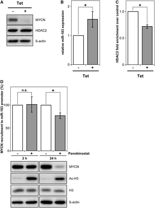 miR-183 repression requires MYCN and HDAC2. (A) MYCN and HDAC2 expression in the IMR-32 cell line, harboring a tetracycline-inducible MYCN shRNA expression construct, is shown after 48 h of treatment with or without tetracycline (Tet). ß-actin served as a loading control. (B) miR-183 expression was analysed by qRT-PCR in the same neuroblastoma cell model after MYCN shRNA induction. Bars show mean miR-183 expression relative to solvent-treated cells ± SD. (C) ChIP analysis with a HDAC2-specific antibody revealed less HDAC2 recruitment (gray bar) to the miR-183 promoter region in lysates of cells treated as in (A) after MYCN depletion. Mean enrichment detected by miR-183 promoter qRT-PCR relative to solvent-treated cells (±SD) is shown. (D) ChIP analysis investigating MYCN recruitment to the miR-183 promoter region upon Panobinostat treatment. BE(2)-C cells were treated with Panobinostat or solvent for 2 h or 24 h. Bars represent mean MYCN recruitment to the miR-183 promoter region (±SD) relative to solvent-treated cells at each time point (=100%) measured by miR-183 promoter region qRT-PCR. Western blot for MYCN expression and histone H3 pan-acetylation with the H3 and ß-actin loading controls are shown below. *P ≤ 0.05; n.s., not significant.