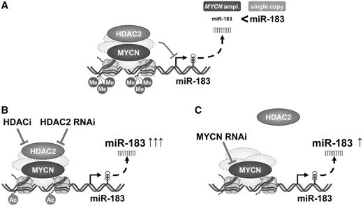 Schematic model of MYCN/HDAC2-mediated miR-183 repression in neuroblastoma. (A) MYCN and HDAC2 are recruited in the same complexes to the miR-183 promoter region and repress miR-183 expression. The repressive epigenetic mark, tri-methylation of H3K27, is more enriched in neuroblastoma cells harboring MYCN amplifications, and miR-183 expression is lower. (B) HDAC2 causes transcriptional repression of miR-183. HDAC2 inhibition or depletion results in miR-183 induction. Increased histone H4 pan-acetylation in the miR-183 promoter region in response to HDAC2 knockdown indicates epigenetic changes and transcriptional activation of miR-183. (C) MYCN is important for HDAC2 recruitment to the miR-183 promoter region, since MYCN depletion reduces HDAC2 recruitment to the promoter and increases miR-183 expression.