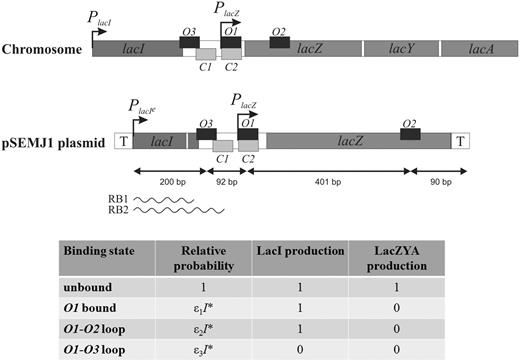 Schematic structure of the lac genes and control regions on the E.coli chromosome and in the pSEMJ1 plasmid, used as a template for in vitro transcription. Arrows represent promoters, smaller dark gray and light gray boxes represent LacI and cAMP-CRP binding sites, respectively. The lac region in the pSEMJ1 plasmid is flanked by transcription terminators (T). The PlacI - O3 distance in pSEMJ1 is 1022 bp shorter than on the chromosome but the O3-O2 region has the same sequence as the natural chromosomal gene. Transcripts initiated at PlacI can be roadblocked by LacI at O3 (RB1) or at O1 (RB2). The binding states considered in the model are shown in the bottom. Relative probabilities of the LacI-bound states depend on the active LacI concentration (I*) and on the associated binding energies (, ε1 ≈ 0.6 nM−1, ε2 ≈ 13.8 nM−1, ε3 ≈ 28.9 nM−1. The figure is not drawn to scale.