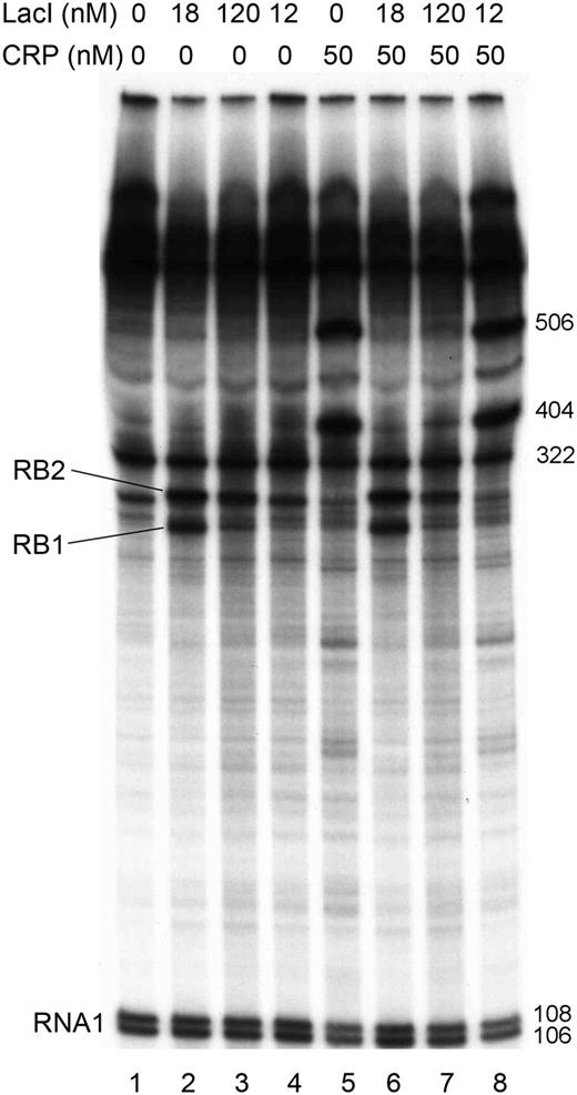 Effect of LacI and cAMP-CRP on transcription from the promoter in vitro. Concentrations of WT LacI (lanes 2 and 6), dimeric LacI (lanes 3, 4, 7 and 8) and CRP (lanes 5–8) are shown on top. cAMP was present at 100 µM concentration in all reactions. Two RNA species appeared in the presence of WT LacI as a result of roadblock termination (labeled RB1 and RB2). The RNA1 transcripts (106 and 108 nt) were used as internal controls between lanes. The lengths of RB1 and RB2 were estimated based on the migration distances of the RNA1 transcripts and of the transcripts initiated at promoters PlacZ (506 nt), PB (322 nt) and PC (404 nt) (36).