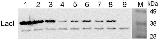 The effect of autoregulation on in vivo LacI levels. Escherichia coli MG1655 cells were grown in the absence (lanes 5 and 7) and in the presence (lanes 6 and 8) of 1 mM IPTG and proteins of 2 × 108 cells were separated by sodium dodecyl sulphate-polyacrylamide gel electrophoresis and analyzed by western blotting, using an anti-LacI antibody. Purified LacI repressor molecules were mixed with proteins from 2 × 108 cells of E.coli MC4100 (ΔlacI) (41) and loaded as controls (lanes 1–4, 2.5 × 1011, 1011, 5 × 1010, and 1010 LacI monomers, respectively. Proteins from 2 × 108 cells of E.coli MC4100 were loaded in lane 9. The amount of LacI in cells was estimated by quantifying the signals obtained.
