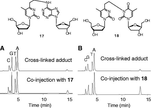 HPLC analysis of the enzymatic hydrolyzates of the cross-linked products obtained at pH 5 (A) and those obtained at pH9 (B). The peaks appearing at ∼15 min in each chart showed identical retention times and MSs with those corresponding to the authentic samples (17 and 18).