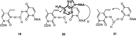 Speculated hydrogen bonds between T-vinyl 2 and a uracil base. A bridging water molecule was assumed in 19. A close proximity between 6-NH2 of 5′-A is shown schematically in 20. The cross-link formed with the N3 of the opposite U likely by the reaction with its enol or enolate form as shown in 21.