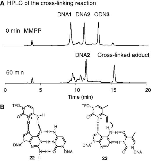(A) HPLC analysis of cross-link formation in the triplex DNA. The reaction was done using ODN3 (30 μM) and DNA1 and 2 (10 μM each) in 50 mM MES buffer (pH 5.0), including 100 mM NaCl and 10 mM MgCl2 at 25°C for 1 h (B) Expected complex structures in the triplex DNA between a protonated C and a GC pair (22) and that between a protonated 2 and an AT pair (23). MMPP used for preparation of ODN3 appeared in HPLC chart.