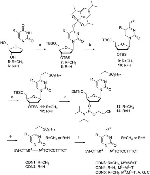 Synthesis of 4-vinyl-(1H)-pyrimidine-2-one derivatives (2 and 3)a. (a) (i) TBDMSCl, imidazole, N,N-dimethylformamide, 94% and (ii) 2,4,6-triisopropylbenzensulfonyl chloride, Et3N, N,N-dimethyl-4-aminopyridine, CH2Cl2, 93%; (b) 2,4,6-trivinylcyclotriboroxane pyridine complex, Pd(PPh3)4, LiBr, K2CO3, H2O:1,4-dioxane = 1:3 solution; (c) C8H17SH, CH3CN, 94% (2 steps); (d) (i) tetrabutylammonium fluoride, tetrahydrofuran, 79%, (ii) DMTrCl, thioanisole, N,N-Diisopropylethylamine (DIPEA), CH2Cl2, 88% and (iii) 2-cyanoethyl N,N-diisopropylchlorophosphoramidite, DIPEA, CH2Cl2, 72%; (e) (i) DNA/RNA synthesizer, (ii) K2CO3 in dry methanol in the presence of octanethiol and (iii) 5% aqueous AcOH; and (f) (i) MMPP carbonate buffer, and (ii) 0.5 M NaOH.
