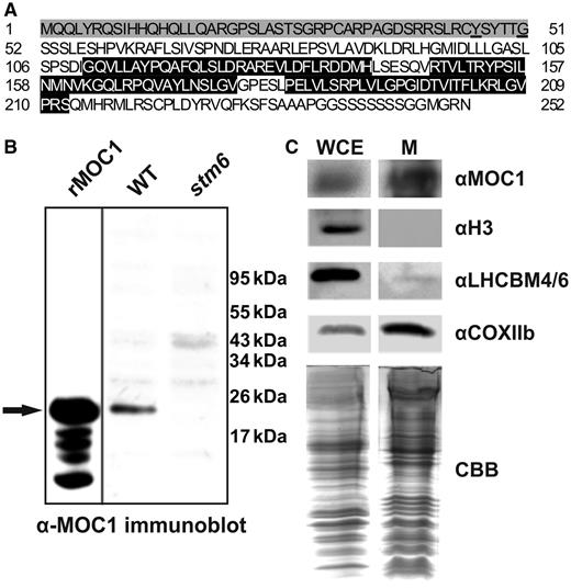 In silico prediction and biochemical evidence for mitochondrial targeting of MOC1. (A) Amino acid sequence (UniProtKB A8IXZ5) of MOC1. The mitochondrial targeting sequence is highlighted in grey, and cleavage sites predicted by MitoProtII or Predalgo are underlined. The three mTERF motifs are highlighted in black. (B) Comparison of the apparent molecular weight of recombinant His-tagged MOC1 lacking the mitochondrial targeting sequence predicted by MitoProtII (rMOC1) and mature MOC1 in a C. reinhardtii wild-type protein extract (WT) by immunodetection. An arrow indicates the position of recombinant and native MOC1. The MOC1 knockout mutant stm6 served as a control to assess the specificity of the antiserum raised against MOC1. (C) Immunodetection of MOC1 (αMOC1) in whole-cell extracts (WCE) and purified mitochondria (M). Immunoblots using antibodies directed against histone H3 (αH3) and light-harvesting proteins (αLHCBM4/6) were performed to assess the purity of the mitochondrial fraction. COXIIb served as a mitochondrial marker protein. A Coomassie brilliant blue (CBB) stain of mitochondrial fractions and the whole-cell extract served as a loading control.