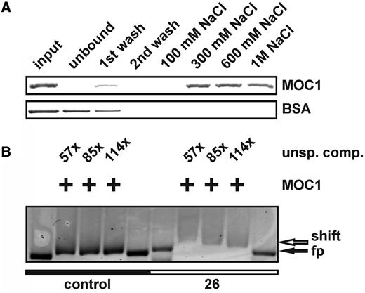 In vitro studies with the recombinant MOC1 protein indicate specific binding to dsDNA. (A) Incubation of recombinant MOC1 or BSA with dsDNA–cellulose. Input samples taken before incubation with DNA cellulose and supernatant (unbound) samples after incubation were analysed by SDS–PAGE and CBB staining. Wash fractions (first and second wash) and eluted fractions (100 mM–1 M NaCl) were analysed as well. BSA served as a control to assess the stringency of the chromatographic conditions. (B) Gel shift assay with fluorescently-labelled mtDNA probe 26 (NCBI Accession NC_001638; nt 13064-13604) and a control probe representing part of the nuclear LHCBM6 gene (NCBI Accession M24072; nt 756–1289). Fluorescent probes were detected via their Cy-3 labels. Addition of recombinant MOC1 is indicated by ‘+’, and the mass excess of unspecific competitor (unsp. comp.) is given as well. The position of free probe (fp) and shifted probe (shift) is indicated by arrows.