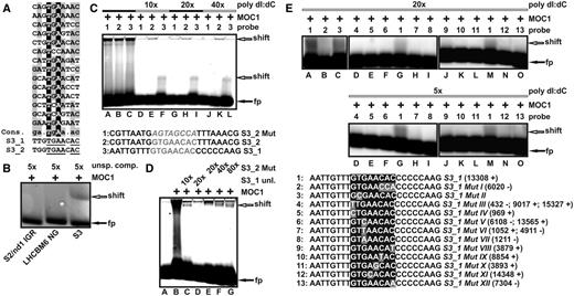 Identification of two MOC1-binding sites located in the mitochondrial rRNA-coding module S3. (A) Alignment of the CAST library sequences, which contributed to the motif identified by MEME. A derived consensus (Cons.) is shown together with the two octanucleotide sequences (S3_1 and S3_2) found in the rRNA-coding S3 module. A consensus >50%, but <90% is highlighted in grey. Sequence positions with a consensus of at least 90% or higher are presented in black. Nucleotides within S3_1/S3_2, which match to the consensus sequence, are underlined. (B) EMSA with a 147-bp probe (NCBI Accession NC_001638; + strand; nt 13293–13439) representing a fragment of probe 26, which contains both octanucleotide sequences S3_1 and S3_2 (S3). Control probes (negative controls) were derived from the intergenic region between the mitochondrial S2 and nd1 genes (NCBI Accession NC_001638; + strand; nt 10269–10381; 134 bp) or the nucleus-encoded LHCBM6 gene (NCBI Accession M24072; nt 756–906; 152 bp). Probes were detected by fluorescence emission of their Cy-3 modification. Addition of recombinant MOC1 (+), the mass excess of unspecific competitor (unsp. comp.), and the position of free (fp) and shifted probe (shift) are indicated. (C) EMSA with short fluorescent oligonucleotide probes (bottom part; sequences of S3_2 Mut, S3_2 and S3_1) and recombinant MOC1 (MOC1 ‘+’) in the presence or absence of unspecific competitor (poly dI:dC) in mass excess relative to the amount of probe (10–40×). Numbers (top part; probe) indicate which probe was added to the binding reaction, and arrows are the positions of free probe (black arrow; fp) and complexes (white arrow; shift) in the gel. (D) Specific and unspecific competition experiments with probe S3_1. The fluorescently labelled probe S3_1 was added to recombinant MOC1 (MOC1 ‘+’) in the presence of its unlabelled counterpart (S3_1 unl.), which was added in molar excess relative to the labelled probe (10×; 20×). The unlabelled probe S3_2 Mut (sequence given in Figure 3C) was used as an unspecific competitor and added to the labelled probe S3_1 in molar excess (20×; 40×; 80×). (E) EMSA binding studies with probe S3_1 (sequence No. 1) and 12 probes containing mutations of the GTGAACAC recognition motif (S3_1 MutI-XII) in the presence of unspecific competitor (poly dI:dC) with mass excess indicated. For each tested octanucleotide motif, the mtDNA locations (NCBI Accession NC_001638) on the ‘+’ or ‘−’ strand is given in brackets.