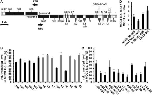Effects on mtDNA content and transcript levels caused by a knockout of MOC1 in the mutant stm6. (A) Map of the C. reinhardtii mitochondrial genome. Genes are presented as rectangles, and black arrows indicate the directions of transcription. Protein-coding genes are shown in black, ribosomal genes in dark grey and tRNA genes in light grey. nd4, nd5, nd2, nd6 and nd1 encode subunits of the Nicotinamide adenine dinucleotide dehydrogenase complex (complex I). cob is apocytochrome b belonging to complex III. cox1 represents subunit 1 of cytochrome c oxidase (complex IV) and rtl a reverse transcriptase-like protein. W, Q and M represent tRNA genes for tryptophan, glutamine and methionine codons. The genes L1–L7 encode large-subunit rRNA-coding modules and genes S1–S4 small-subunit modules. LTU comprises the genes cob, nd4 and nd5 encoded on the (−)-strand and RTU comprises all remaining genes on the (+)-strand. Structural elements of the left and right telomeres are indicated as IR (inverted repeat region) and rr (86-bp repeat) according to Vahrenholz et al. (4). The map is drawn to scale except for the telomere region (white rectangles; rr and IR). (B) Reverse transcription–quantitative-PCR analyses with all mitochondrial genes encoding OXPHOS complex subunits, the rtl gene encoding a reverse transcriptase-like protein (black bars) and selected ribosomal RNA genes (grey bars). Transcript levels in stm6 (MOC1 k.o. strain) are given in per cent and were calculated relative to the level in the MOC1-complemented strain (set to 100%). Error bars indicate the standard error derived from two biological replicates each including three technical replicates (n = 6). (C) Analysis of bicistronic transcript levels in the MOC1 knockout strain and the complemented strain by RT–Q-PCR. The relative transcript level (MOC1-complemented strain set to 100%) in the knockout strain is plotted on the y-axis, and error bars indicate the standard error (n = 6). (D) Relative expression level ratios of processed to unprocessed transcripts were determined in the MOC1 knockout (MOC1 k.o.) and complemented strain (MOC1 c.s.) by RT–Q-PCR. Ratios in the knockout mutant (y-axis) are given relative to those found in the complemented strain (set to 1), and analysed RNA species are indicated on the x-axis. Error bars (n = 6) are derived from two biological replicates each including three technical replicates.