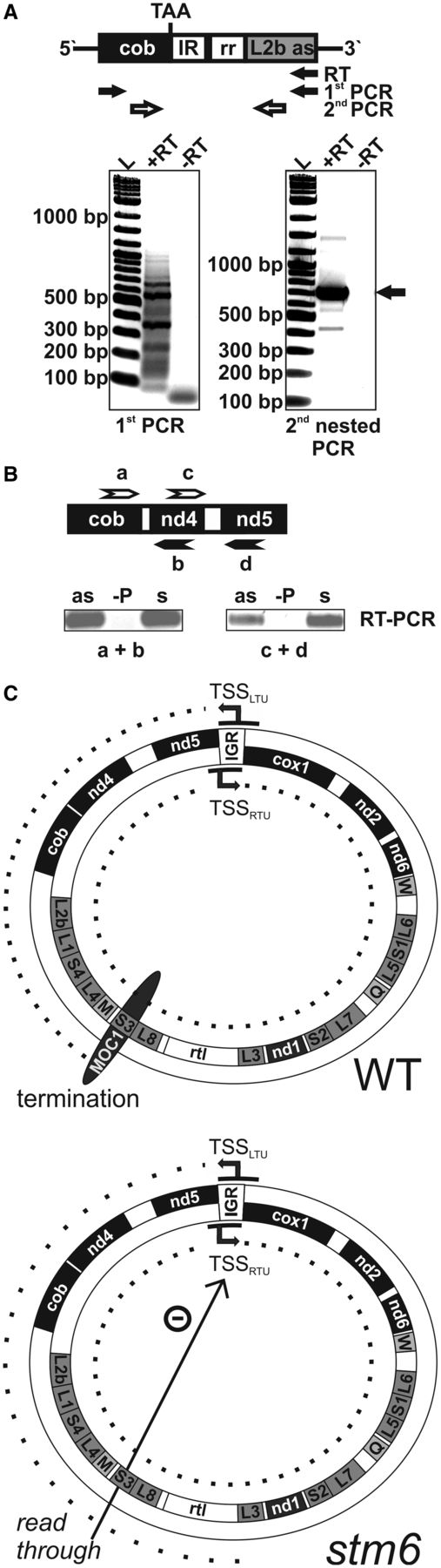 Evidence for co-transcription of cob and L2b and a functional model for MOC1. (A) Upper panel: Structure of a transcript containing the coding sequence of cob and L2b in antisense (as) orientation, which results from the linkage of the left and right arm of the C. reinhardtii mitochondrial genome. The cob sequence and L2b as flank an inverted repeat region (IR) and the 86-bp region (rr) according to Vahrenholz et al. (4). TAA indicates the stop codon of the cob open reading frame. Detection of the transcript by RT–PCR involved RT with a gene-specific primer binding to the L2b as part of the transcript in the first step and two successive PCR reactions with nested primers (white arrows) used in the second PCR step. Lower panel: SYBR Gold stain of an agarose gel used to separate the PCR products of the first and second PCR reaction. Reverse transcription was carried in the absence (−RT) or presence (+RT) of reverse transcriptase. The main PCR product of the second PCR amplification (black arrow) was gel extracted and sub-cloned for sequencing. (B) Detection of antisense RNA derived from the non-coding strand of the left mtDNA arm by RT–PCR. RNA was converted to cDNA by strand-specific reverse transcription to detect antisense RNA (primers a and c; upper part) or sense RNA (primers b and d). PCR (primers a + b or c + d) was used to amplify cDNA before gel separation of products and staining (lower part). As a control, reverse transcription was performed in the absence of primers (−P). (C) A model depicting the function of MOC1 as it is suggested by the sum of data. Upper part: termination of LTU (left part of the circle) transcription by MOC1 at the S3-binding sites in a wild-type (WT) mitochondrion containing MOC1. The mtDNA of C. reinhardtii is presented as a circle. Black arrows indicate the direction of transcription, and dotted lines indicate the length of LTU/RTU-derived transcripts. Abbreviations: TSSLTU/RTU: transcription start sites of the leftward/rightward transcription units; IGR: intergenic region between nd5 and cox1; gene names as given in Figure 4A. Lower part: Lack of MOC1-mediated transcription termination in stm6. Read-through at the S3 site potentially reduces transcription of both units.