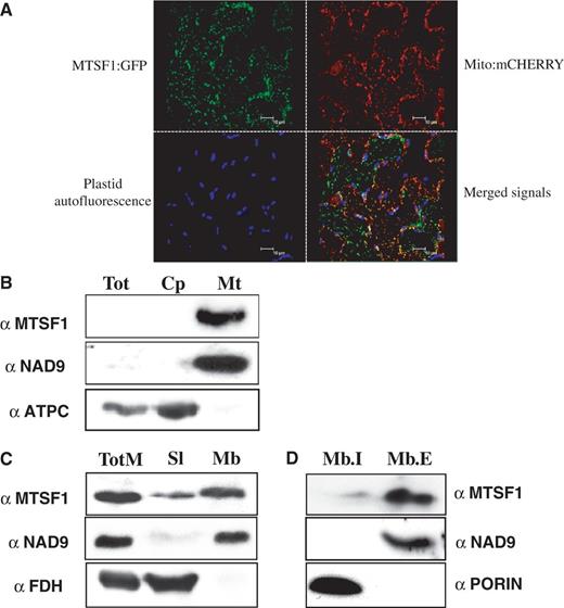 Sub-cellular and sub-mitochondrial localization of MTSF1. (A) Confocal images showing the cellular distribution of an MTSF1-GFP fusion protein (green) and a mitochondria-targeted mCHERRY marker (red) in Nicotiana benthamiana mesophyll cells transiently transformed by agro-infiltration. The location of chloroplasts was revealed by chlorophyll autofluorescence (blue). The good overlap of both GFP and mCHERRY fluorescence supports a mitochondrial localization of the MTSF1-GFP fusion (shown in the bottom right-hand image). (B) Probing of total (Tot), chloroplastic (Cp) and mitochondrial (Mt) protein preparations with the anti-MTSF1 antibody. Antibodies against marker proteins NAD9 and ATPC were used to check the purification of mitochondria and chloroplasts, respectively. (C) Immunoblot analysis of total (TotM), soluble (Sl) and membrane (Mb) mitochondrial protein fractions. Protein gel blots were probed with anti-MTSF1 antibodies (αMTSF1). Replicate blots were also probed with antibodies directed against formate dehydrogenase (αFDH, a known soluble matrix protein) and NAD9 (αNAD9, an extrinsic protein of the inner membrane of mitochondria). Each lane was loaded with ∼50 µg of the protein preparation. (D) Analysis of protein content in sodium carbonate-treated mitochondrial membranes. Purified mitochondrial membranes were treated with Na2CO3 to release and solubilize peripheral membrane proteins Mb.I corresponds to membrane proteins that could not be solubilized by sodium carbonate, such as integral membrane proteins. Mb.E corresponds to proteins that could be extracted by sodium carbonate, such as extrinsic membrane proteins. Approximately 50 µg of each protein preparation was loaded onto each lane, and blots were probed with the indicated antibodies. The αPORIN antibody detects an intrinsic protein located in the outer membrane of mitochondria.