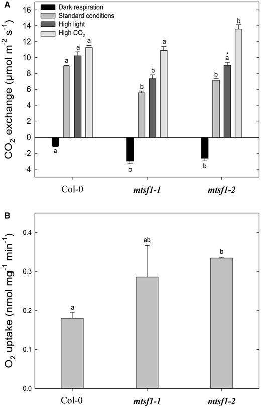 Analysis of photosynthetic and respiratory activities in mtsf1 mutants. (A) Net CO2 assimilation in the light and CO2 flux in the dark as measured in Arabidopsis rosette leaves (still attached). Means ± SE (n = 3). (B) Oxygen consumption by dark respiration of rosette leaf fragments. Means ± SE (n = 3). Statistically significant differences are indicated by different letters (a, b: P < 0.01, a*: P < 0.07).