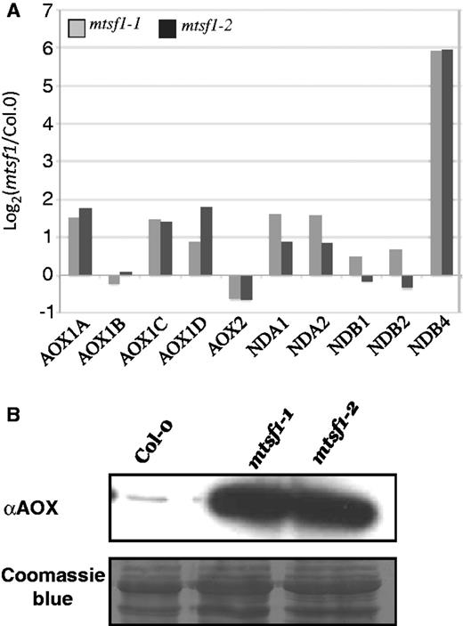 Genes associated with alternative electron transport in the mitochondrion are overexpressed in mtsf1 mutants. (A) Quantitative RT-PCR analysis measuring the relative steady–state level of alternative NADH dehydrogenase (NDA and NDB) and alternative oxidase (AOX) mRNAs in mtsf1 mutants. (B) Immunoblot analysis on total mitochondrial protein prepared from wild-type (Col-0) and mtsf1 plants and probed with an antibody to AOX. Approximately 50 µg of protein samples were loaded in each lane.