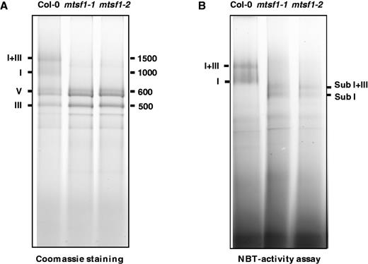 mtsf1 mutants accumulate a truncated form of respiratory complex I. (A) Blue native PAGE gel analysis of the different respiratory complexes present in wild-type (Col-0) and mtsf1 mutant plants. About 200 µg of digitonin-treated mitochondrial proteins were loaded in each lane. After electrophoresis, the gel was stained with Coomassie blue to reveal the different respiratory complexes, which are identified by their roman numeral in the figure. Numbers on the right-hand side indicate positions of bands corresponding to molecular weight marker (in kDa) (B) In-gel staining revealing complex I activity in both wild-type (Col-0) and mtsf1 mutant plants. Gel running conditions were identical to that presented in panel A Sub I corresponds to the truncated form of complex I detected in mtsf1 mutants.