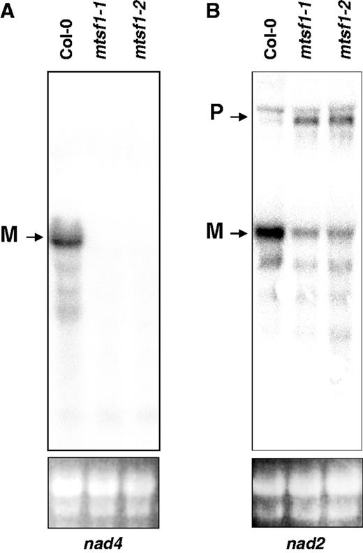 MTSF1 is required to produce stable nad4 transcript and mature nad2 mRNA. (A) RNA gel blot analysis showing the steady–state accumulation of nad4 mRNA species in wild-type (Col-0) and mtsf1 mutant plants; 15 µg of total RNAs were loaded in each lane. The probe used corresponded to nad4 cDNA. (B) RNA gel blot analysis showing the steady–state accumulation of nad2 mRNA species in wild-type (Col-0) and mtsf1 mutant plants; 15 µg of total RNAs were loaded in each lane. The probe used corresponded to nad2 cDNA. M, mature mRNA; P, precursor mRNA.