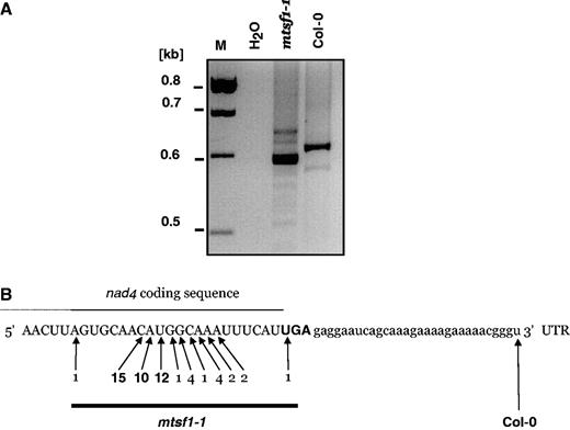 3′ truncated nad4 mRNAs accumulate in mtsf1 plants. (A) Agarose gel showing circular RT-PCR amplification products for the nad4 gene in the wild-type (Col-0) and mstf1-1 mutant. M: DNA size marker, H2O: negative control. (B) Partial RNA sequence showing the last 60 nucleotides of nad4 mRNA. The region corresponding to the coding sequence is shown in capital letters. The rest corresponds to the 3′ UTR. The UGA stop codon is shown in bold. The arrows indicate the positions of the nad4 mRNA 3′ ends found in the wild-type (Col-0) and mtsf1-1 plants. Numbers on arrows represent how often a particular end was found after sub-cloning and sequencing the major band shown in panel A.