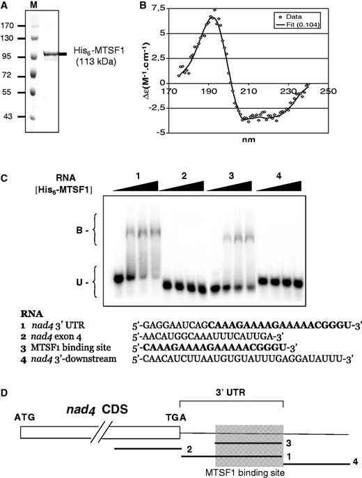The MTSF1 protein binds specifically to the last 20 nucleotides of the nad4 mRNA in vitro. (A) Protein gel stained with Coomassie blue showing the purity of the His6-MTSF1 protein overexpressed and purified from E.coli; 15 microgram of the purified protein was loaded on the gel. M, Protein size marker. Sizes are indicated in kDa. (B) Biophysical analysis of recombinant MTSF1. Synchrotron radiation circular dichroism spectrum of purified MTSF1 protein at 2.6 mg/ml. (C) GMS assays performed using the purified His6-MTSF1 protein and different synthetic RNA oligonucleotides in the 3′ region of nad4 mRNA. In all, 40 pM of labeled RNA oligonucleotide and 0, 100, 200 or 400 nM of His6-MTSF1 protein were used. The sequence of the synthetic RNA probes and the MTSF1 RNA-binding domain are shown. B, Bound; U, Unbound. (D) Diagram of the nad4 coding sequence and 3′ UTR with the relative positions of the RNA probes (numbered from 1 to 4) used in gel shift assays. The MTSF1-binding site is shaded in gray.