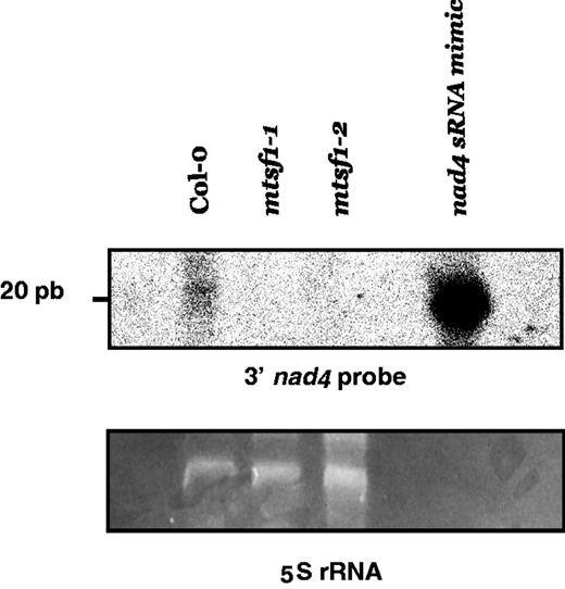 A short RNA corresponding to the MTSF1-binding site on nad4 mRNA accumulates in mitochondria in an MTSF1-dependent manner. Total RNA extracted from the indicated genotypes (30 µg) was fractionated on a polyacrylamide gel before being transferred to nylon membrane. Blots were hybridized with a radiolabeled oligonucleotide complementary to the last 20 nucleotides of the nad4 mRNA. A synthetic RNA oligonucleotide mimicking the MTSF1-binding site was also loaded in the last lane of the gel as indicated.