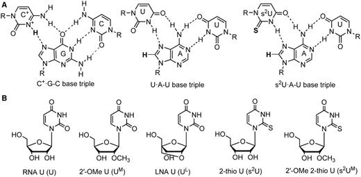 (A) Base triples studied in this article. The N3 atom of C base needs to be protonated (shown in bold) to form C+·G–C base triple. The s2U·A–U base triple is more stable than unmodified U·A–U base triple because of enhanced van der Waals interaction between the thio group in 2-thio U and H8 hydrogen (shown in bold) in A and other molecular interactions. (B) Chemical structures of nucleosides: RNA U (U), 2′-OMe U (UM), LNA U (UL), 2-thio U (s2U) and 2′-OMe 2-thio U (s2UM).