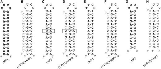 Hairpin and triplex structures studied in this article. Representative TFOs’ strands (1-R12 or 3-R12) are shown in gray with the residues to be modified shown in black. (A) A 14-bp 32-nt RNA hairpin (rHP1). (B) A triplex formed between TFO 1-R12 and rHP1. (C) A mutated (U–A inversion, shown in box) 14-bp 32-nt RNA hairpin (rHP2). (D) A hypothetical triplex formed between non-complementary TFO 1-R12 and rHP2. A mismatched base triple (U·U–A) is indicated. (E) A 14-bp 32-nt DNA hairpin (dHP1), which is homologous to rHP1. (F) A triplex formed between TFO 1-R12 and dHP1. (G) A 12-bp 28-nt RNA hairpin (rHP3). (H) A triplex formed between TFO 3-R12 and rHP3.