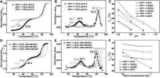 Effects of pH and NaCl concentration on RNA triplex thermal stability. (A) UV-absorbance-detected thermal melting curves of TFO 1-R12 binding to the RNA hairpin (rHP1, Figure 2A) at pH 5.5, 6.0 and 6.5 in 200 mM NaCl. (B) First derivatives of thermal melting curves in (A) reveal Tm1 values of 43.6, 28.1 and <20°C, respectively, at pH 5.5, 6.0 and 6.5. (C) Melting temperatures of triplexes (Tm1) at various pH’s in 200 mM NaCl. (D) Thermal melting curves of TFO 1-R12 binding to rHP1 at pH 5.5 in varying NaCl concentrations. (E) First derivatives of thermal melting curves in (D). With increasing NaCl concentration, triplex melting temperature (Tm1) decreases, whereas hairpin (rHP1) melting temperature (Tm2) increases. (F) Melting temperatures of triplexes (Tm1) at pH 5.5 in different NaCl concentrations.