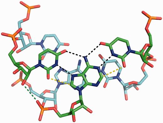 Stacking of two RNA U·A–U base triples (taken from PDB 3P22). Hydrogen bonds and van der Waals contacts (dashed lines) are shown only for the top base triple. The U·A–U base triple is stabilized by base–base hydrogen bonds (black dashed lines) and van der Waals contacts (yellow dashed lines and stacking interaction), all of which are enhanced by 2-thio U modification in the TFO strand. Base triples are also stabilized by hydrogen bonds between 2′-hydroxyl groups in the third strand and non-bridging oxygen in the purine strands of the RNA duplex (green dashed line). The 2′-OMe U modification in the third strand (TFO strand) disrupts this hydrogen bond, and the methyl group may cause steric clash with the backbone of the purine strand. LNA U modification in the TFO strand may not cause steric clash because of the fact that the methylene group is highly constrained.