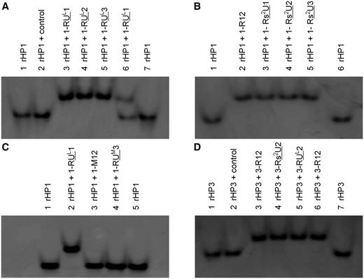 Native polyacrylamide gel for the RNA hairpins (rHP1 and rHP3) and triplexes. (A) rHP1 binds to modified RNA TFOs incorporated with LNA U residues. In lane 2, the control TFO (Table 1) does not bind to rHP1. In lane 6, rHP1 to 1-RUL1 molar ratio is 1:0.5. The fact that only two bands (rHP1 and triplexes) were observed suggests that the designed RNA triplexes form without alternative structures. (B) rHP1 binds to unmodified and modified RNA TFOs incorporated with 2-thio U residues. (C) The 2′-OMe modifications in TFOs destabilize RNA triplex formation. RNA triplex bands were not observed for TFOs incorporated with three or more 2′-OMe residues. (D) rHP3 binds to unmodified and modified TFOs incorporated with 2-thio U and LNA U residues.