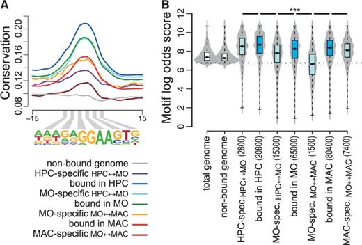 Motif conservation and motif score classes of bound and non-bound PU.1 consensus sites. (A) Histogram of average per-nucleotide vertebrate conservation (PhastCons) surrounding non-bound motifs, HPC-specific motifs (relative to MO), all HPC-bound motifs, MO-specific motifs (relative to HPC), all MO-bound motifs, MO-specific motifs (relative to MAC), all MAC-bound motifs and MAC-specific motifs (relative to MO), as indicated by coloring. (B) Combined bean and box plot showing the distribution of motif log-odds scores of annotated PU.1 motifs (white boxes) or best scoring motifs within total (blue boxes) or cell type-specific PU.1 peaks (light blue boxes). Solid bars of boxes display the interquartile ranges (25–75%) with an intersection as the median; whiskers represent max/min values. Significantly different motif score distributions in pairwise comparisons are indicated (***P < 0.001, Mann–Whitney U-test, two-sided). The detection threshold is indicated by the dotted line.