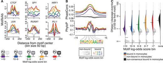Motif co-association, evolutionary conservation and chromatin accessibility in relation to motif affinity. (A) Histograms showing the distribution of indicated consensus motifs around PU.1 motifs as a function of motif scores. Motif score classes are indicated by coloring, the gray lines represent motif distributions around non-bound sites. The schematic below illustrates the inverse relationship between motif scores (affinity) and cooperativeness. (B) Histograms showing average per-nucleotide vertebrate conservation (PhastCons and PhyloP) surrounding motifs belonging to different score classes. (C) Bean plots showing the distribution of DNase I cleavage frequency around PU.1 bound (consensus site: colored filling, non-consensus sites: black filling) and non-bound motifs (gray filling) depending on motif score classes. DNase I cleavage events (at nucleotide resolution, tag counts normalized to 107) were counted in a 200-bp window around each motif. Horizontal bars mark the median of each distribution. DNase I cleavage data (representing four independent donors) were originally generated by the ENCODE or the Roadmap Epigenomics projects (for accession nos. see the Supplementary Methods). A corresponding plot for HPC is shown in Supplementary Figure S9A.