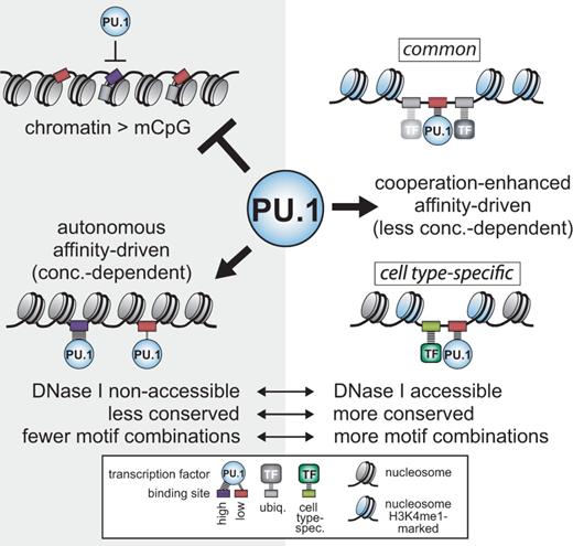 Schematic depicting the three classes of PU.1 consensus motifs.