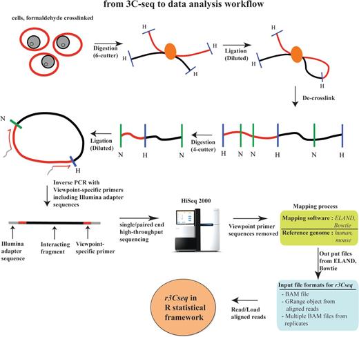 3C-seq experimental procedures and data analysis workflow. Formaldehyde cross-linked chromatin is digested with a six-cutter restriction enzyme and ligated under dilute conditions. After de-cross-linking, DNA is digested with a four-cutter enzyme and again ligated under dilute conditions to create small circular fragments representing individual ligation events. Inverse PCR using viewpoint-specific primers containing Illumina sequencing adapters is used to generate a viewpoint-specific 3C-seq library. After high-throughput sequencing, reads are trimmed and mapped to the reference genome, after which they are loaded into the r3Cseq software.