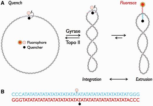 (A) Schematic representation of cruciform extrusion due to negative supercoiling. Plasmid pAT42C contains a 42-bp AT repeat (red and blue) labeled on opposing strands with a fluorophore (fluorescein) and quencher (dabsyl). Treatment with gyrase introduces negative supercoiling, which extrudes the repeat as a cruciform. The separation of fluorescein and dabsyl by cruciform formation allows detection of a fluorescent signal. Topo II can remove supercoils, causing an extruded and fluorescent cruciform to reintegrate. (B) The sequence of the inserted repeat; the sites of fluorophore and quencher modification are indicated by stars as in (A).