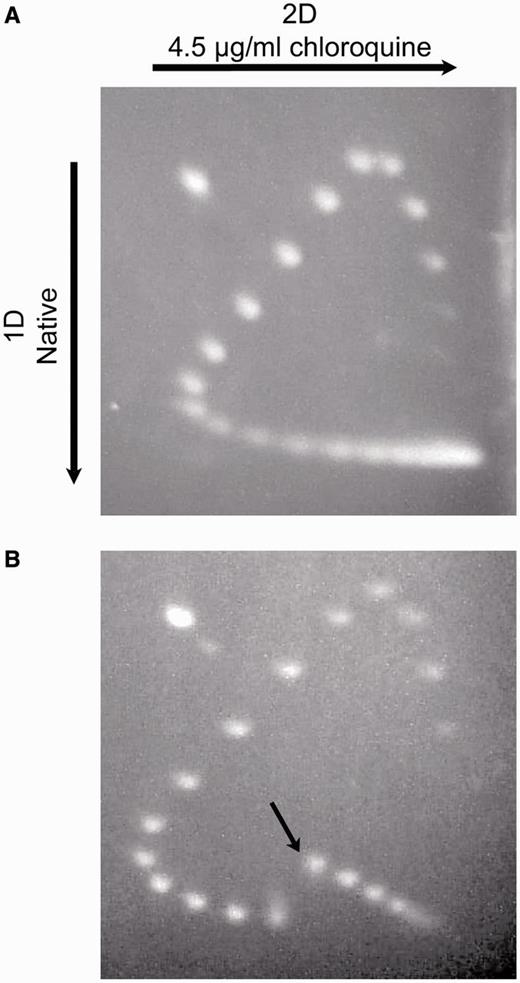 Demonstration of cruciform extrusion by 2D electrophoresis of topoisomers. Topoisomer distributions of pUC19AB (A) and pAT42C (B) were displayed by electrophoresis in 1.2% agarose gels in tris-phosphate-EDTA (TPE) buffer for 18 h at 70 V. The gels were soaked in several changes of TPE plus 4.5 µg/ml chloroquine, then rotated 90° and subjected to electrophoresis in TPE plus chloroquine for an additional 18 h at 70 V. The gels were stained with ethidium bromide. pAT42C exhibits a discontinuity between ΔLk = 10 and ΔLk = 11, signifying cruciform extrusion (indicated in panel B with an arrow).