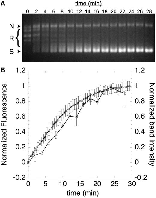 Time course of cruciform extrusion. Negative supercoils were introduced into labeled pAT42C (3.68 ng/µl) by treatment with 0.6 nM gyrase at 30°C; aliquots were removed at the indicated time points and quenched with SDS and EDTA before analysis by agarose gel electrophoresis; nicked, relaxed and supercoiled DNA bands are indicated as N, R and S, respectively (A). The appearance of the fully supercoiled species in the gel was quantified and expressed as a function of time (B, squares). Fluorescence was also monitored continuously by fluorescence in solution (B, circles). The close correspondence between the introduction of supercoils and the increase in fluorescence validates use of fluorescence as a measure of supercoiling. Error bars represent the standard deviation of three replicates.